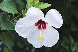 Hibiscus_BDA