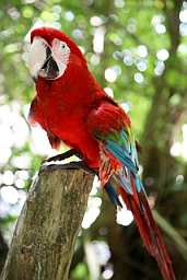 Jamaican_Parrot_J