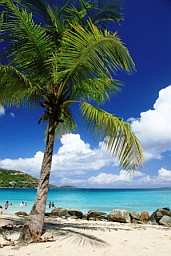 Palm_Tree_USVI