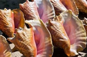 Conch Shells