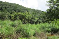 Dominica 200 acres of paradise 2