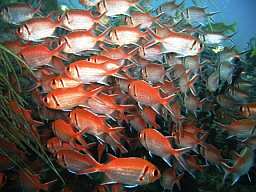 Fish20MQ