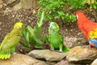 Parrots (1)